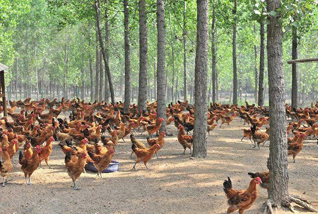 家禽产业复苏,养鸡户的春天要来了?