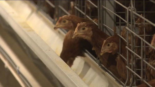 全国蛋禽类 农产品质量安全责任险 第一单在我市开出