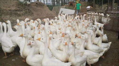 禽病的综合预防措施 家禽养殖技术指导