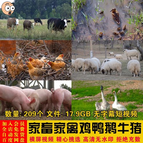 家畜家禽养殖公鸡母鸭鹅牛马羊群猪圈捕食活动高清短视频剪辑素材
