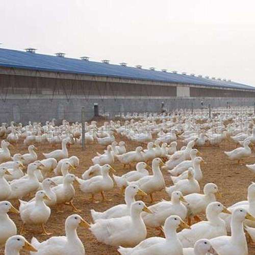 鸭子是常见的家禽养殖,在养鸭子的时候,这4个常见病一定要了解